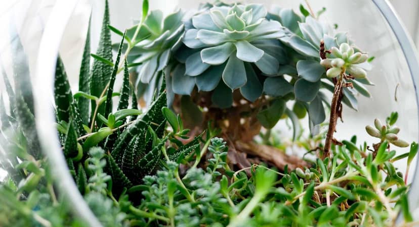 Unauth title IvmkNXWB